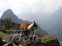 Machu-Picchu-008