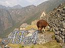 Machu-Picchu-020