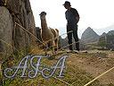 Machu-Picchu-022